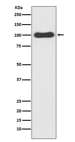 WB - Anti-CDC5 CDC5L Rabbit Monoclonal Antibody ABO13480